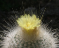 Parodia rudibuenekeri 02.jpg