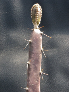 Peniocereus macdougallii.jpeg