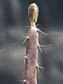 Peniocereus macdougallii