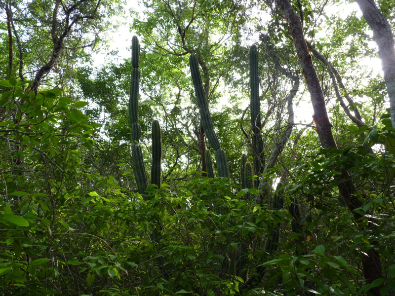 Файл:Pilosocereus robinii 2.jpg