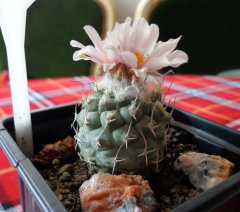 Turbinicarpus lophophoroides p dachev.jpg