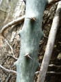 Cereus spegazzinii