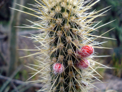 Cleistocactus baumannii ssp. horstii 5.jpg
