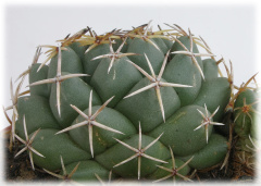 Coryphantha maiz-tablasensis 02.jpg