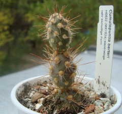 Cumulopuntia berteri HS622.jpg