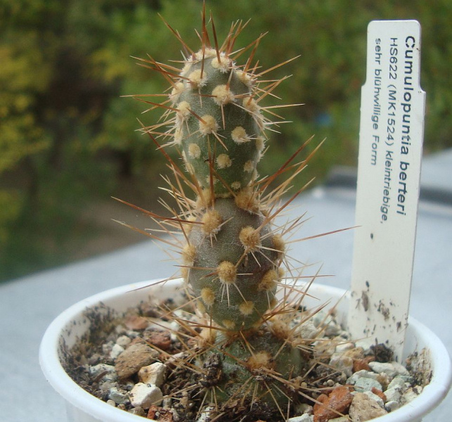 Файл:Cumulopuntia berteri HS622.jpg