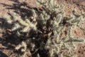 Cylindropuntia whipplei