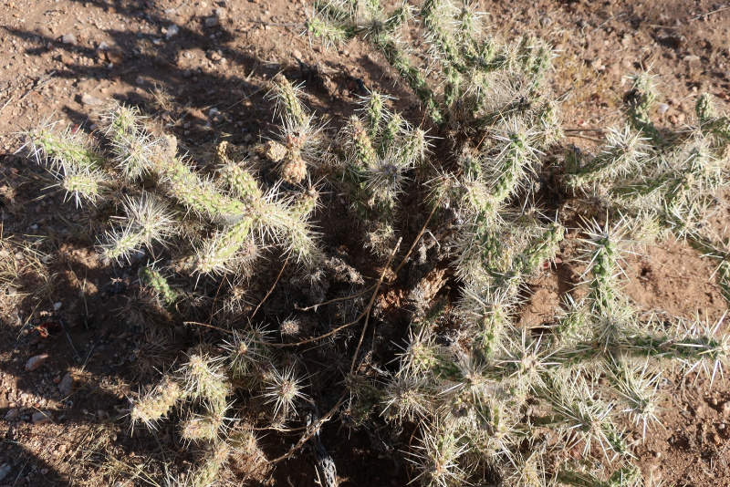 Файл:Cylindropuntia whipplei 57.JPG