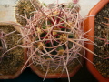Echinocactus polycephalus ssp. polycephalus 2.jpg