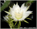 Echinopsis hahniana 1.jpg
