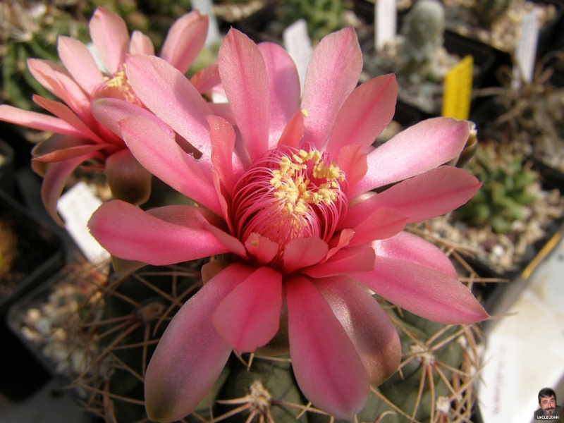 Файл:Gymnocalycium baldianum 1.jpg