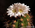 Gymnocalycium chacoense 52.jpg