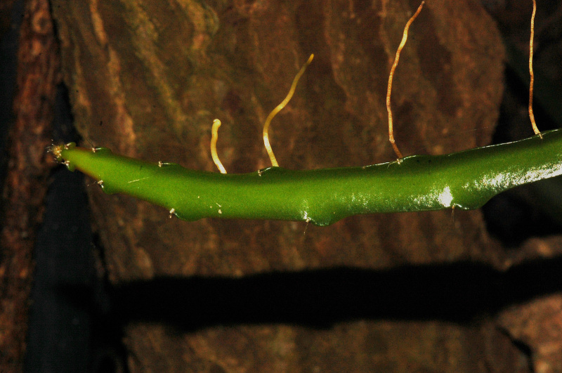Файл:Hylocereus calcaratus 2.jpg