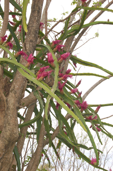 Файл:Hylocereus stenopterus 4.jpg