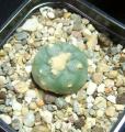 Lophophora diffusa v. koehresi.jpg