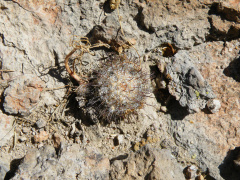 Mammillaria crinita ssp. crinita.jpg