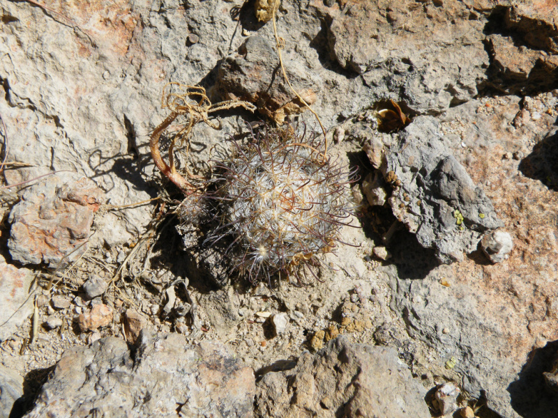 Файл:Mammillaria crinita ssp. crinita.jpg