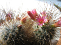 Mammillaria rekoi ssp. leptacantha1.jpg
