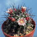 Mammillaria wagneriana 15987.jpg