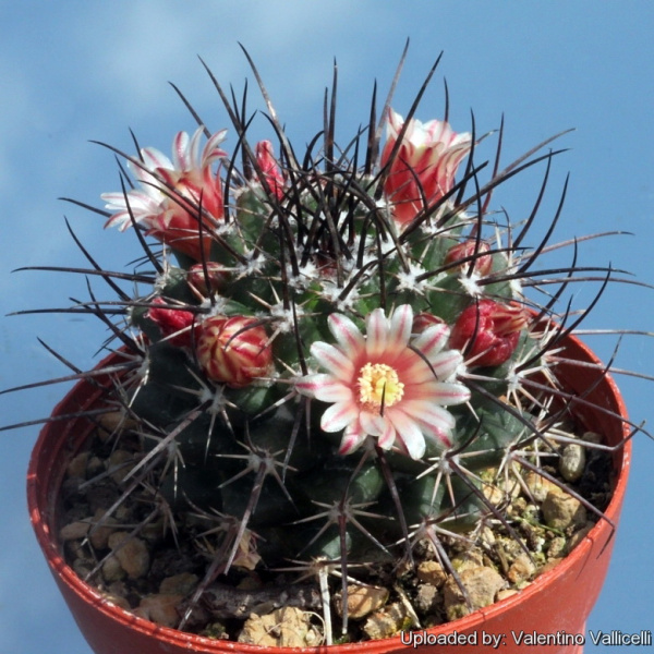 Файл:Mammillaria wagneriana 15987.jpg