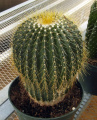 Parodia claviceps 03.JPG