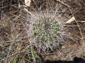 Parodia nigrispina h3.JPG