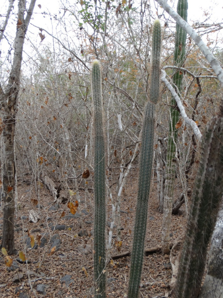 Файл:Pilosocereus purpusii 2.jpeg