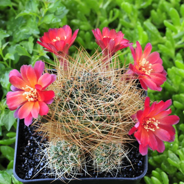 Файл:SulcoRebutia losenickyana JK202 Bili.jpg