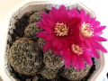 Rebutia pulchra KK 1154