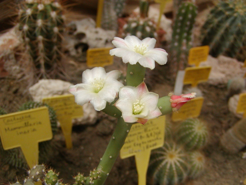 Файл:Austrocylindropuntia salmiana var.spegazzinii.jpg