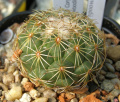 Coryphantha greenwoodii