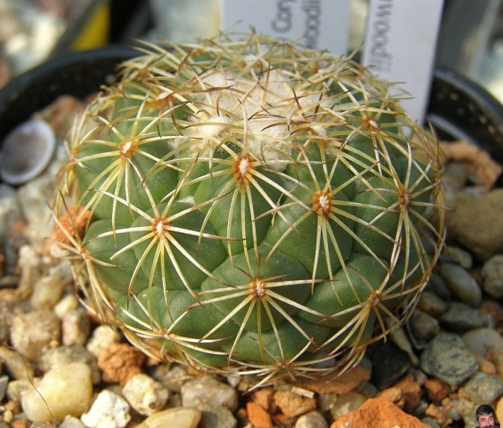 Файл:Coryphantha greenwoodii.jpg
