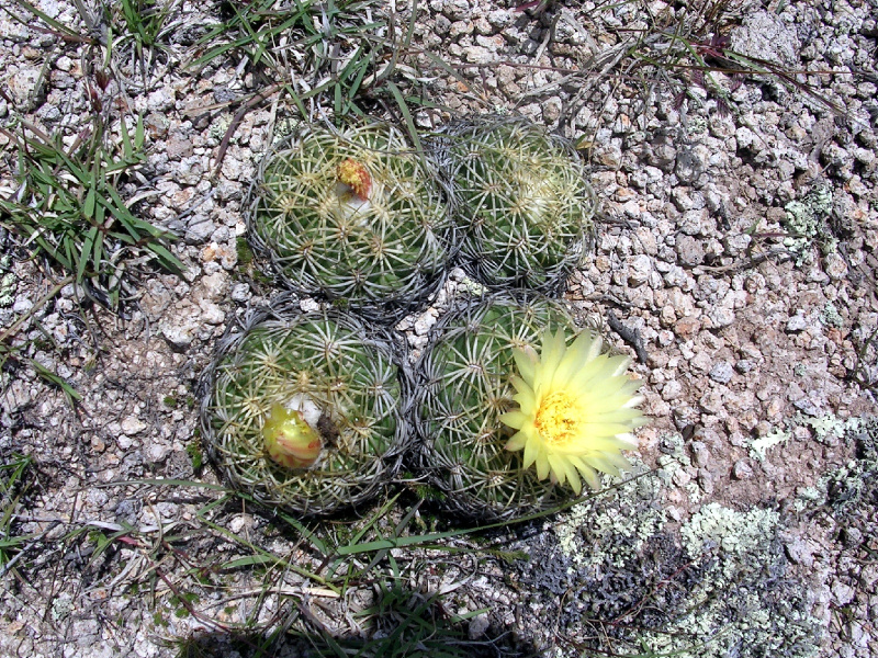 Файл:Coryphantha retusa 02.jpg
