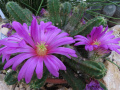 Echinocereus viereckii ssp. viereckii 2.jpg