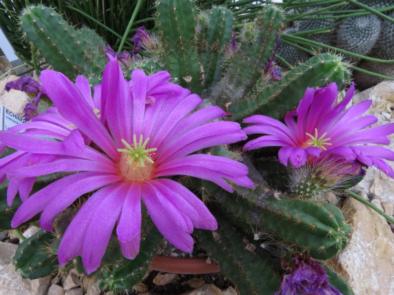 Файл:Echinocereus viereckii ssp. viereckii 2.jpg
