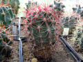 Ferocactus gracilis ssp. coloratus.JPG