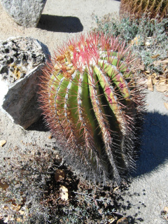 Ferocactus pilosus 1.jpg