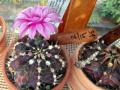 Gymnocalycium stenopleurum 2.JPG
