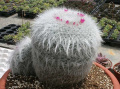 Mammillaria hanhiana 4.jpg