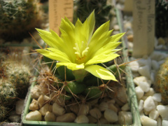Mammillaria longimamma.jpg
