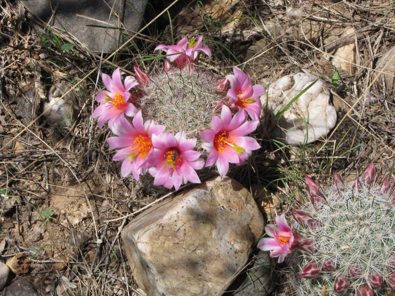 Файл:Mammillaria microcarpa h.jpg