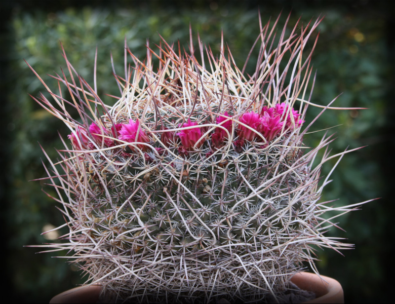 Файл:Mammillaria mystax 1.jpg