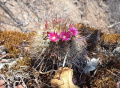 Mammillaria nunezii