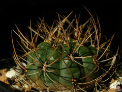 Matucana aureiflora.jpg
