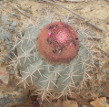 Melocactus salvadorensis