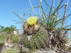 Parodia fusca 07.JPG