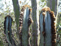 Pilosocereus fulvilanatus ssp. fulvilanatus