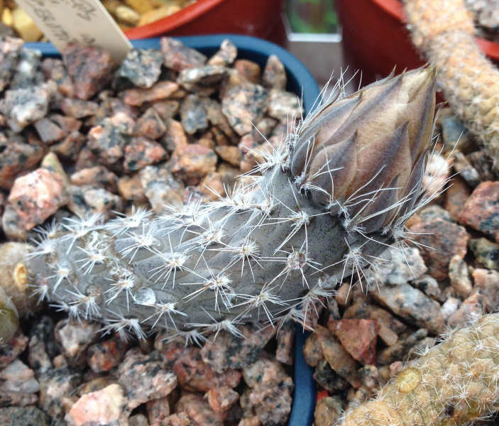 Файл:Pterocactus megliolii 2.jpg