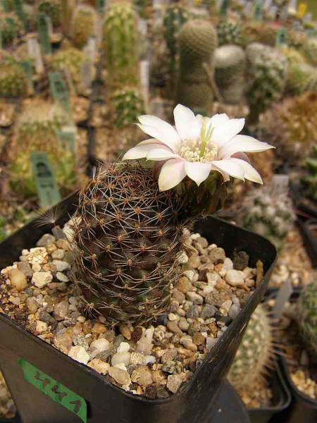 Файл:Rebutia pygmaea 5.jpg