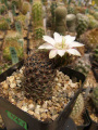 Rebutia pygmaea 5.jpg
